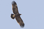 Större skrikörn/Greater Spotted Eagle